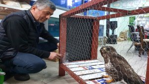 Yaralı halde bulunan kartal tedavi altına alındı