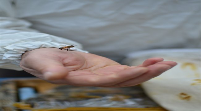 Anadolu arı ırkı, Çorum'da 