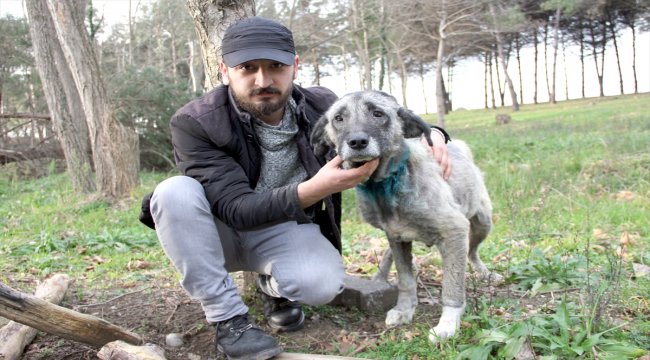 Boğazından yaralanan köpeğe vatandaş sahip çıktı