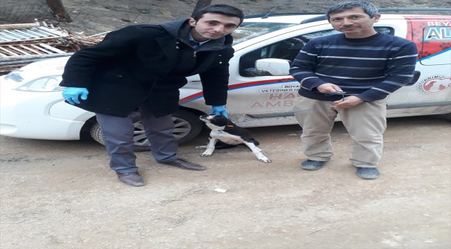 Boyabat'ta sokak köpekleri aşılanıyor