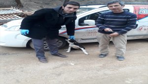 Boyabat'ta sokak köpekleri aşılanıyor