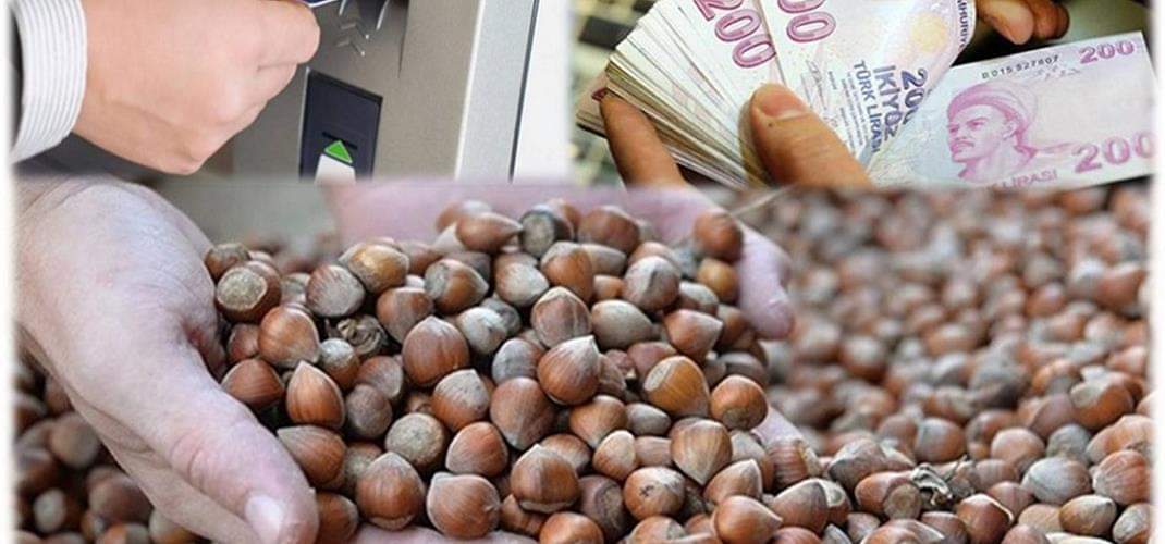 Fındık Alan Bazlı Gelir Desteği ödemeleri 