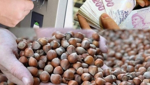 Fındık Alan Bazlı Gelir Desteği ödemeleri 