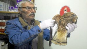 Fındık bahçesinde bulunan yaralı şahin tedavi altına alındı
