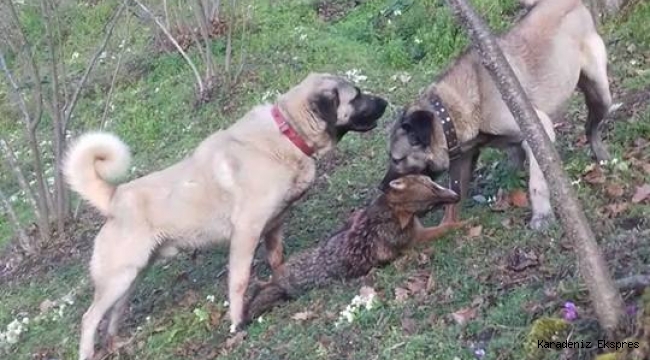 Fındık bahçesine giren çakalı köpekler boğarak öldürdü