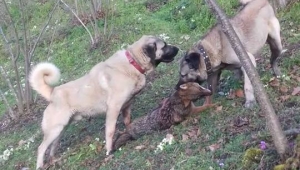 Fındık bahçesine giren çakalı köpekler boğarak öldürdü