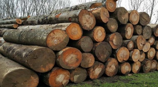 Mudurnu'da orman ürünleri ihale ile satıldı