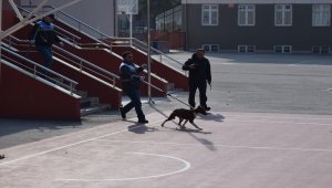 Okula giren pitbull öğrencilere saldırdı