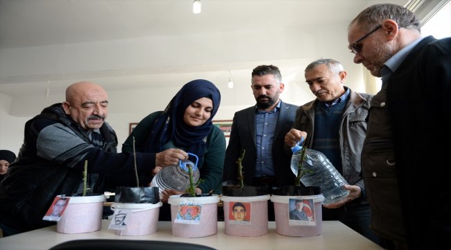 Şehitler anısına yetiştirilen güller mezarlarına dikilecek