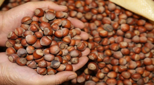 Türkiye'den 5 ayda 143 bin ton fındık ihraç edildi