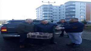 Ünye'de yaralı doğan tedavi altına alındı