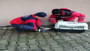 Yağmur suyu giderine sıkışan kedi kurtarıldı