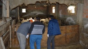 Ağıldaki oğlak telef edilmiş halde bulundu