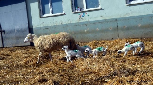 Amasya'da bir koyun altız doğurdu