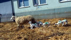 Amasya'da bir koyun altız doğurdu
