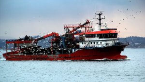 Balıkçı teknelerinin davetsiz misafiri martılar