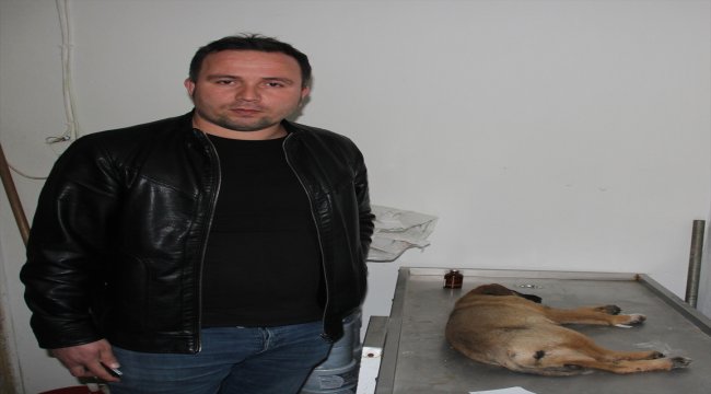 Duyarlı sürücünün çabası yaralı köpeği hayatta tuttu