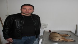 Duyarlı sürücünün çabası yaralı köpeği hayatta tuttu