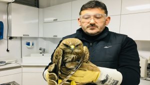 Kanadından vurulan şahin tedavi edildi