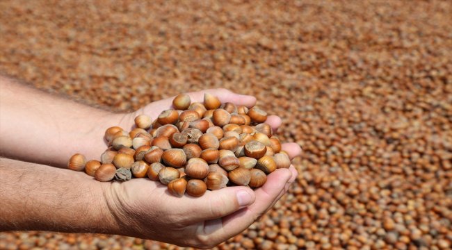 Ordu'da fındığın kilogram fiyatı 16 liraya yükseldi