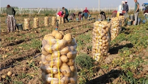 Patateste gümrük vergisi sıfırlandı