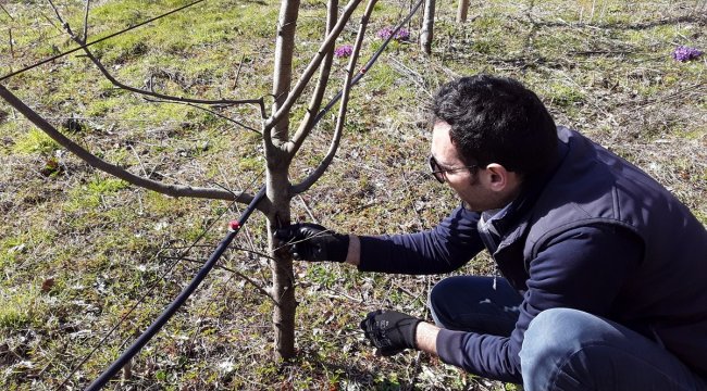 Piraziz elmasında üretimi artırma çalışmaları