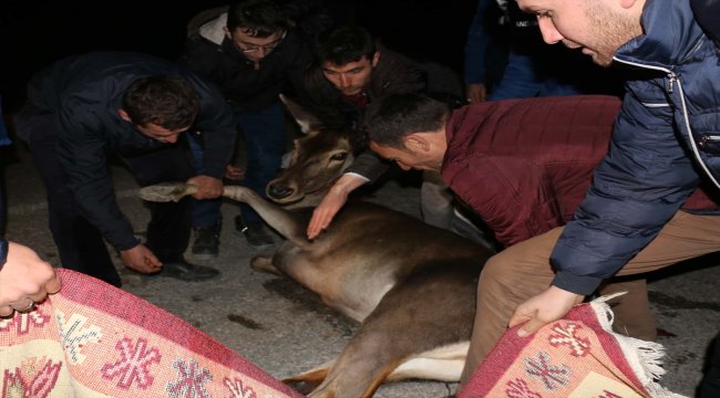 Yaralı geyik tedavi altına alındı