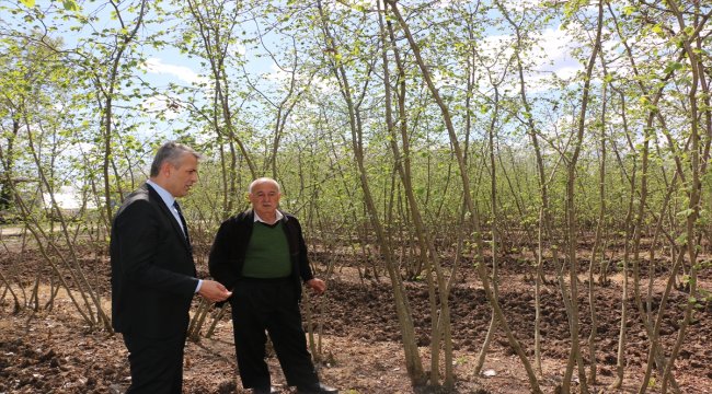 Çarşamba'da fındık zararlısı uyarısı