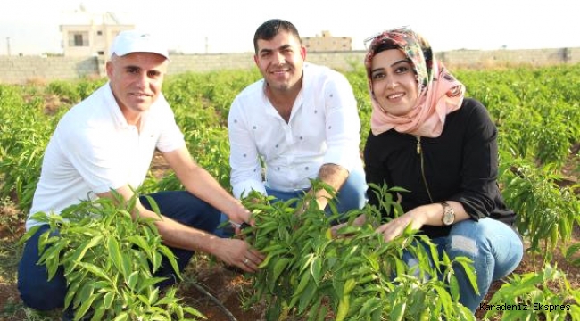 Çiftçilere hububat hastalıkları uyarısı