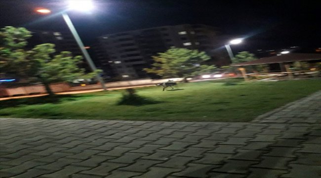 Çocuk parkında kurt görüldüğü iddiası