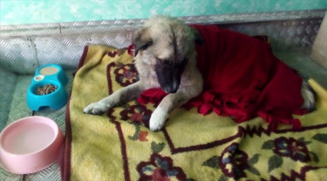 Denizdeki köpeği balıkçılar boğulmaktan kurtardı