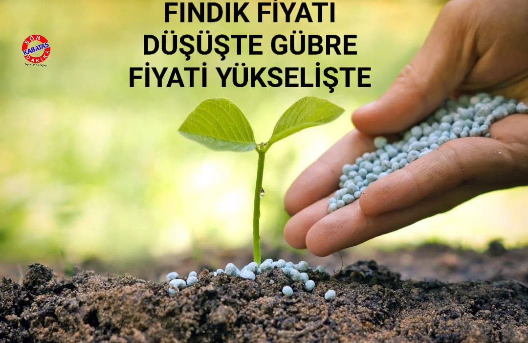 FINDIK FİYATI DÜŞÜŞTE GÜBRE FİYATİ YÜKSELİŞTE
