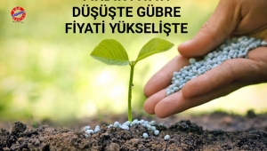 FINDIK FİYATI DÜŞÜŞTE GÜBRE FİYATİ YÜKSELİŞTE