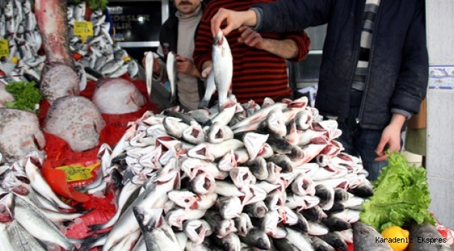 Karadeniz'de kefal bereketi