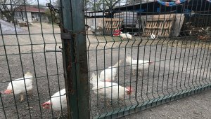 Keneden ölen kişinin annesi de hayatını kaybetti