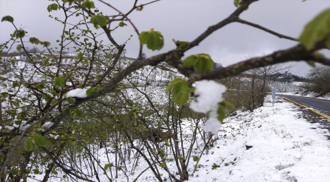 Nisan karı fındık ve kivi üreticilerini tedirgin etti