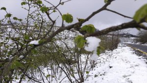 Nisan karı fındık ve kivi üreticilerini tedirgin etti