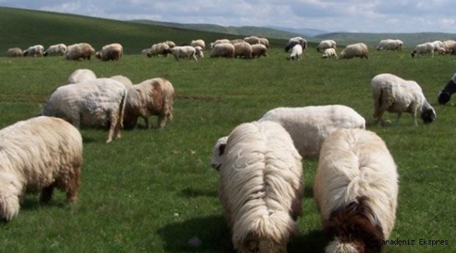 Ordu'nun koyun ırkı değişti