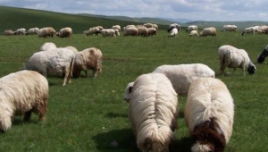 Ordu'nun koyun ırkı değişti