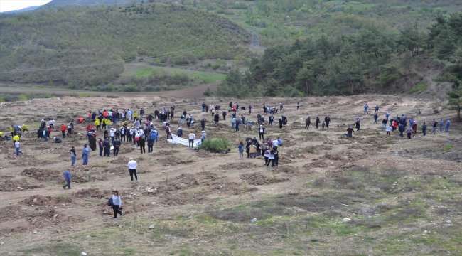 Reşadiye'de fidan dikim etkinliği