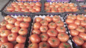 Rusya'ya ihracata domates, mandarin ve limon katkısı