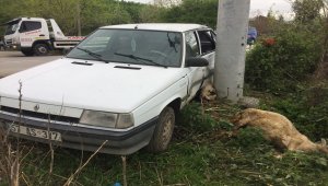 Samsun'da yola çıkan koyunlar kazaya neden oldu: 1 yaralı