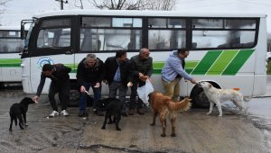Sokak köpekleri dolmuşçuların yolunu gözlüyor