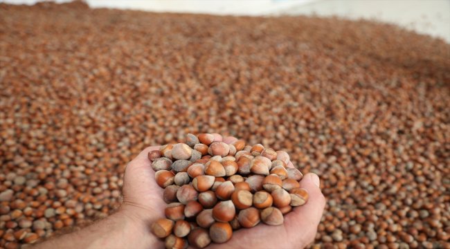 Türkiye'den 7 ayda 189 bin ton fındık ihraç edildi