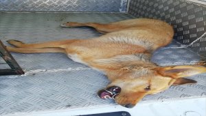 Ağzına çelik halka sıkışan köpeği AFAD kurtardı