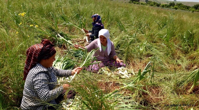 EGE BÖLGESİNDE ÇİFTÇİNİN PAZARLAMA SIKINTISI VAR