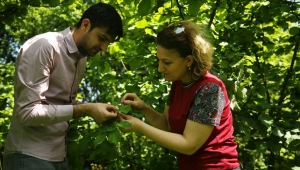 Fındık bahçelerini faydalı böcekler koruyacak