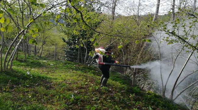 Fındıkta külleme hastalığıyla mücadele