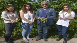 Fırtınanın fındığa zarar verip vermediği araştırılıyor