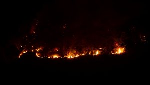 Giresun'da örtü yangını